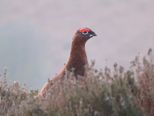 Red grouse, photo 3