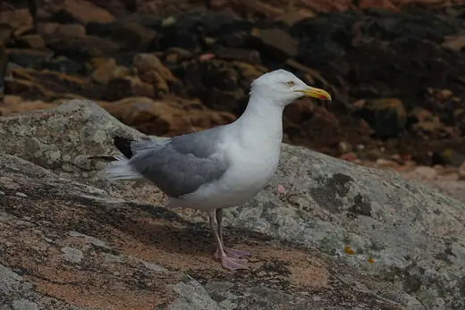 Herring gull, photo 1 of 3