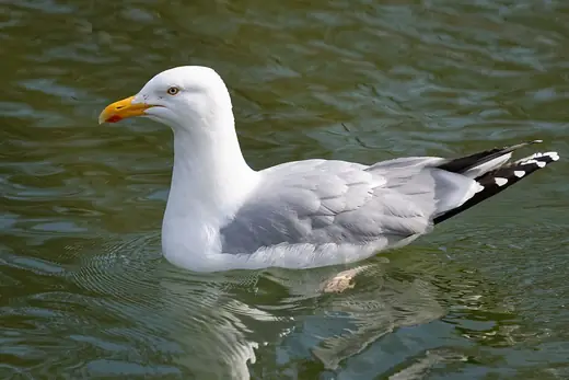 Herring gull, photo 2 of 3