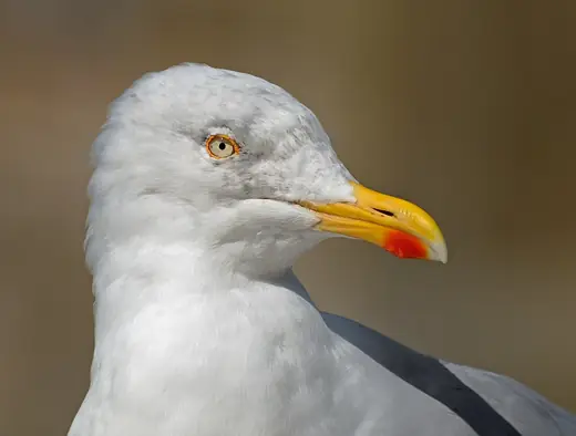 Herring gull, photo 3 of 3