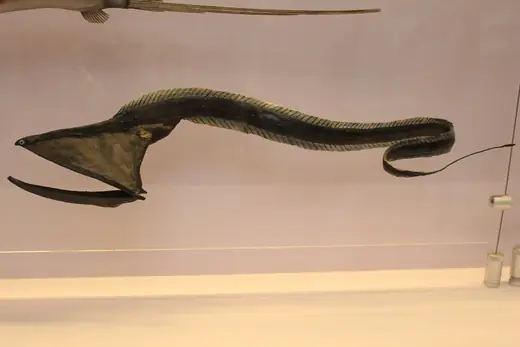 Gulper eel, photo 1 of 3