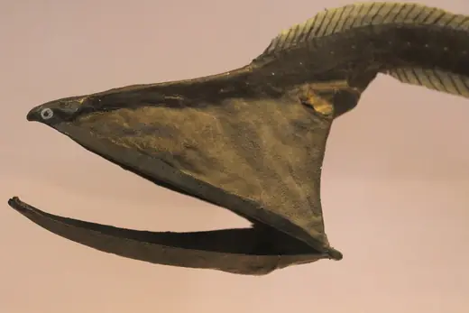 Gulper eel, photo 2 of 3
