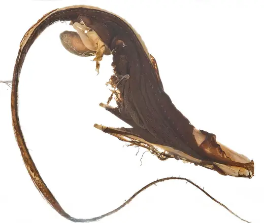 Gulper eel, photo 3 of 3