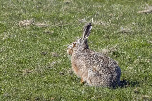 Brown hare, photo 2 of 3