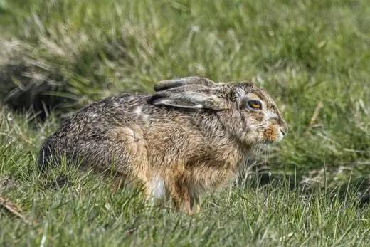 Brown hare, photo 3 of 3