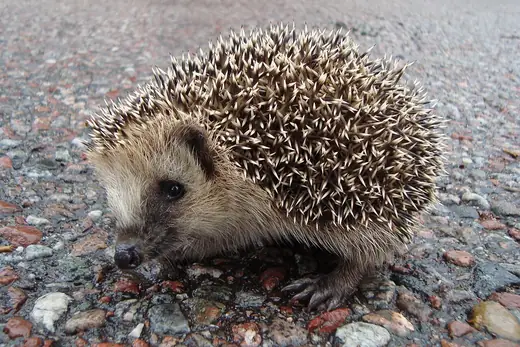 Hedgehog, photo 2 of 3