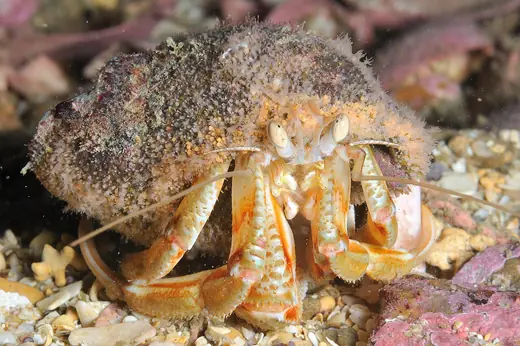 Common hermit crab, photo 1 of 3