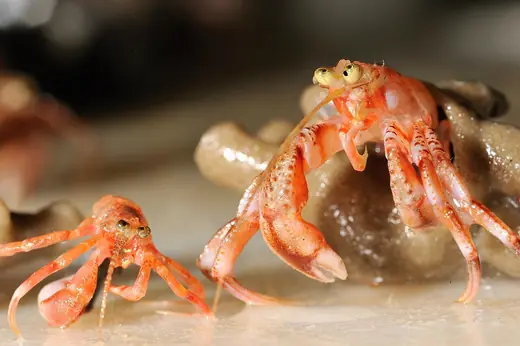 Common hermit crab, photo 3 of 3