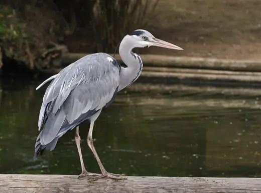 Grey heron, photo 1 of 3