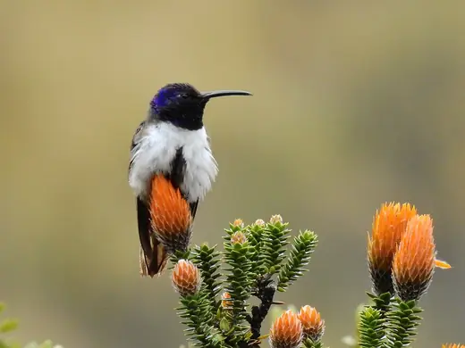 Ecuadorian hillstar, photo 1 of 3