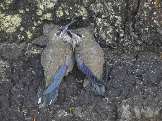 Ecuadorian hillstar, photo 2 of 3