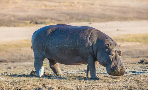 Hippopotamus, photo 1 of 3