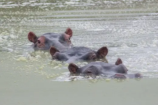 Hippopotamus, photo 2 of 3