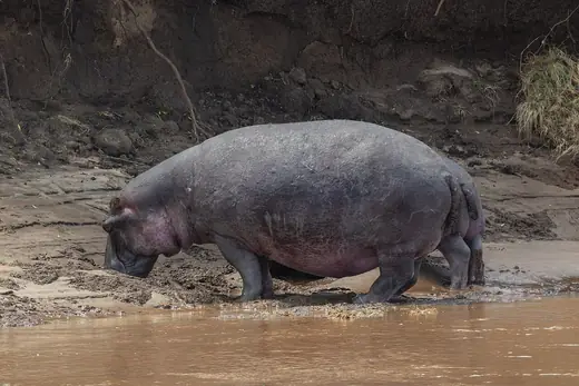 Hippopotamus, photo 3 of 3