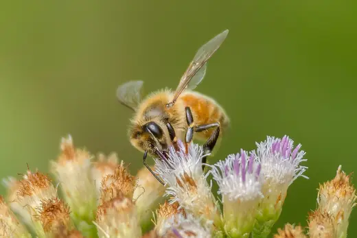 Western honeybee, photo 1 of 3