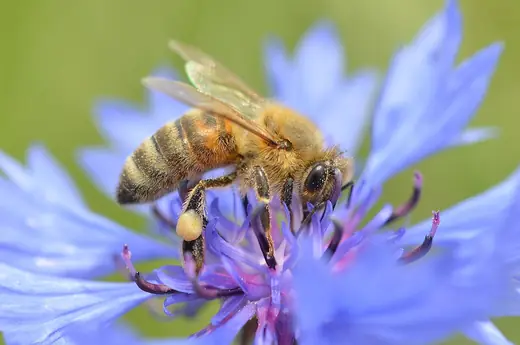 Western honeybee, photo 2 of 3