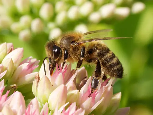 Western honeybee, photo 3 of 3