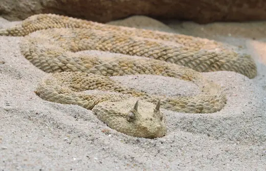 Saharan horned viper, photo 1 of 3