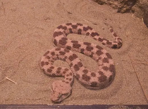 Saharan horned viper, photo 2 of 3