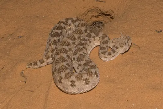 Saharan horned viper, photo 3 of 3