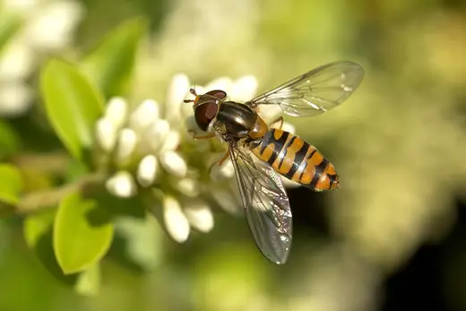 Marmalade hoverfly, photo 1 of 3