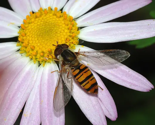 Marmalade hoverfly, photo 2 of 3