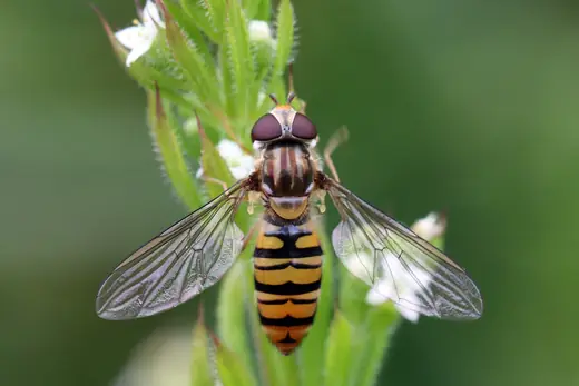 Marmalade hoverfly, photo 3 of 3