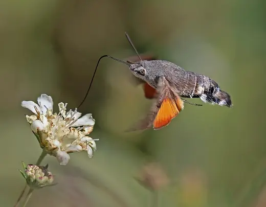Hummingbird hawk-moth, photo 1 of 3