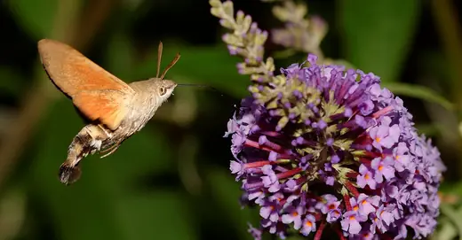 Hummingbird hawk-moth, photo 2 of 3