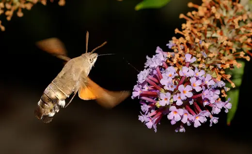 Hummingbird hawk-moth, photo 3 of 3