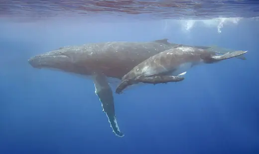 Humpback whale, photo 1 of 3