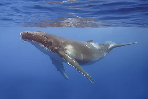 Humpback whale, photo 2 of 3