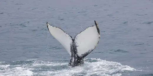 Humpback whale, photo 3 of 3