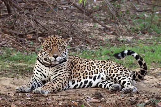 Jaguar, photo 1 of 3