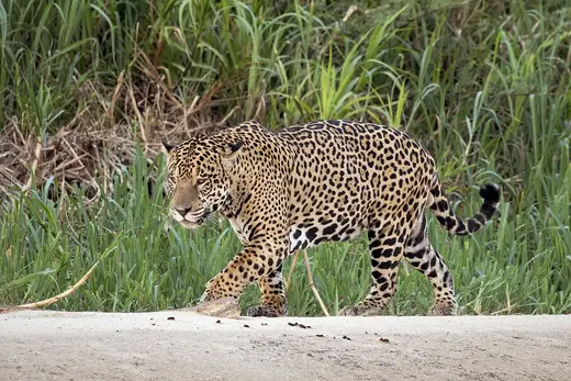 Jaguar, photo 2 of 3