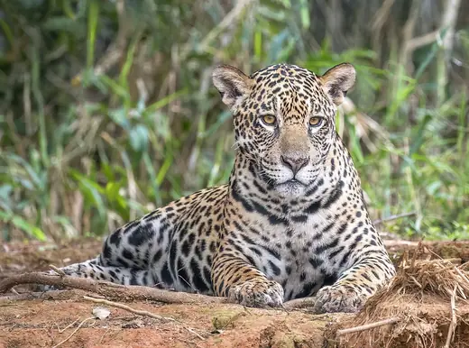 Jaguar, photo 3 of 3