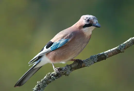 Jay, photo 1 of 3