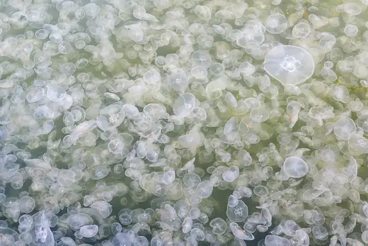 Moon jellyfish, photo 3 of 3