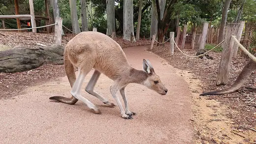 Red kangaroo, photo 1 of 3