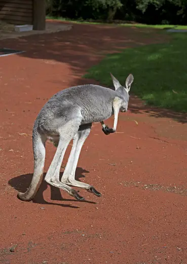Red kangaroo, photo 2 of 3