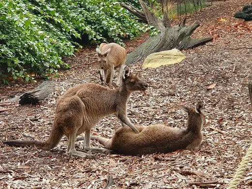 Red kangaroo, photo 3 of 3