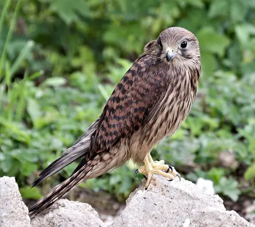 Kestrel, photo 1 of 3
