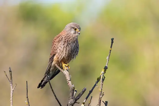 Kestrel, photo 2 of 3