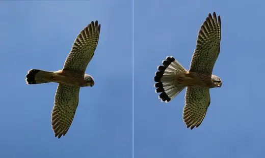 Kestrel, photo 3 of 3
