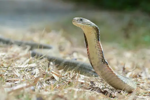 King cobra, photo 1 of 3