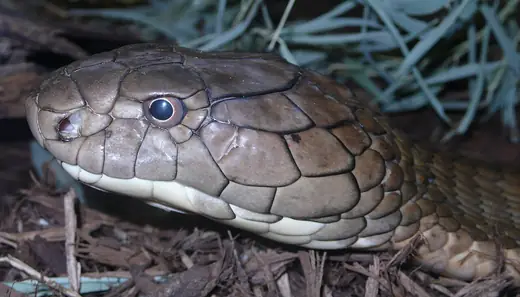 King cobra, photo 2 of 3