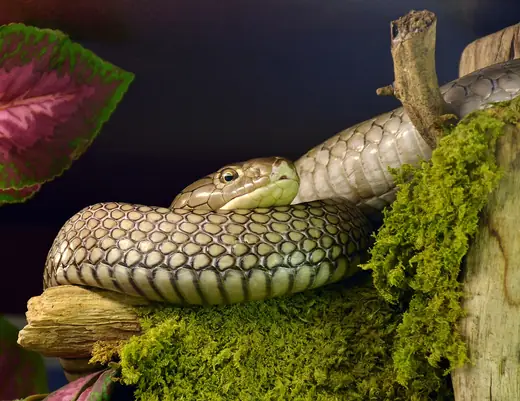 King cobra, photo 3 of 3