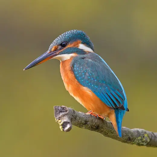 Kingfisher, photo 1 of 3