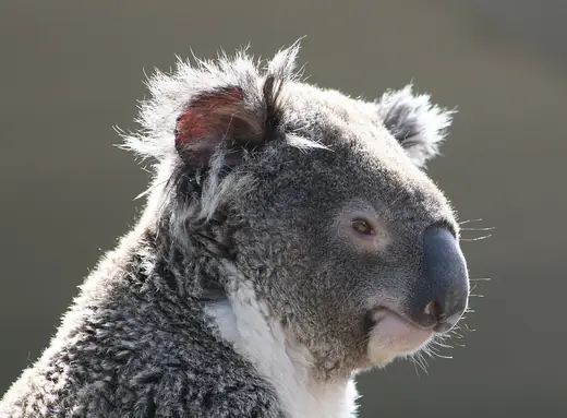 Koala, photo 1 of 3