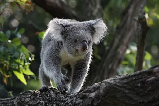 Koala, photo 2 of 3